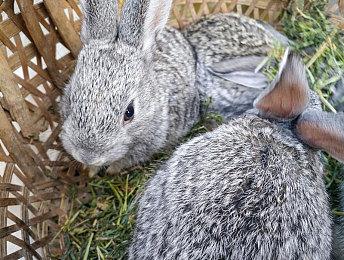 腾讯手游《和平精英》能骑马了：吃草回血 机动性强